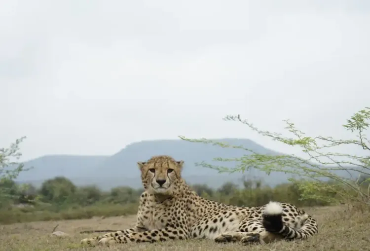 क्या कूनो नेशनल पार्क में चीतों की संख्या बढ़ने की संभावना है? बोत्सवाना से जनवरी में आएंगे 8 नए चीते