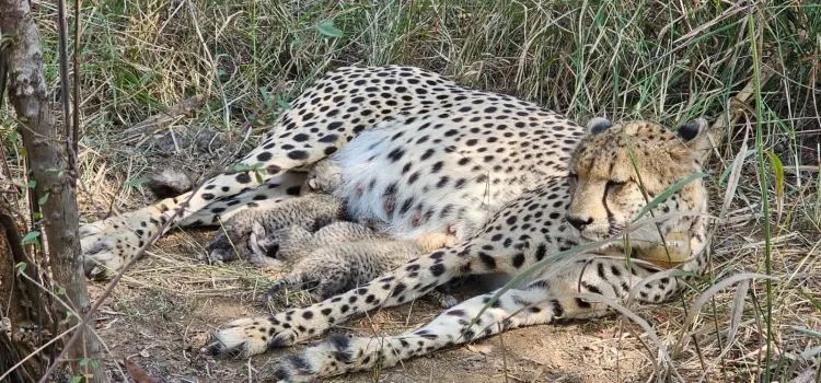 Did Kuno National Park Just Welcome Three New Cheetah Cubs?