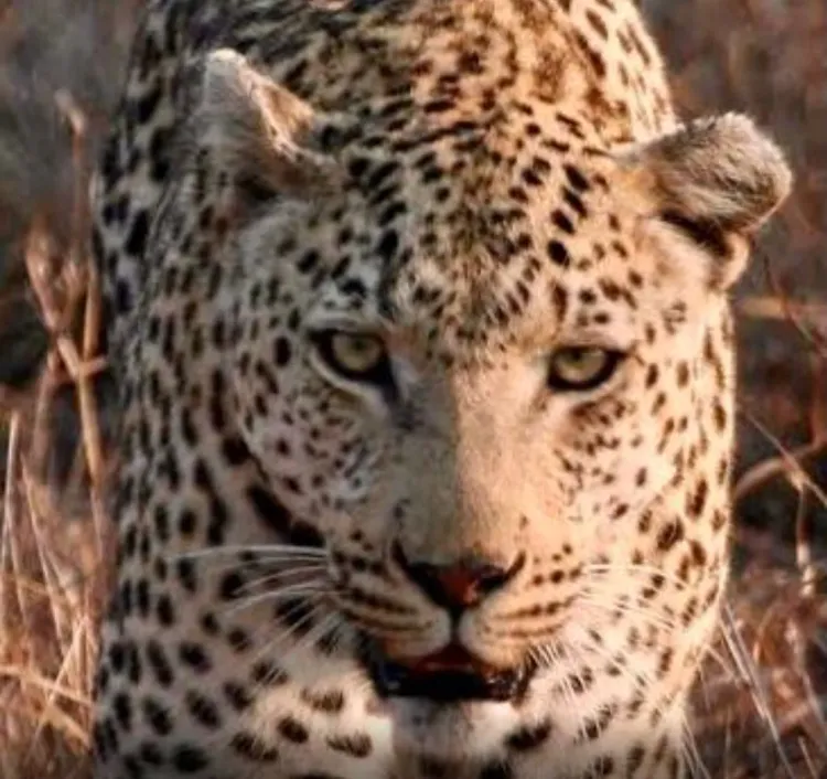 Leopard Rescued from Bengaluru Home After Lock-In Incident