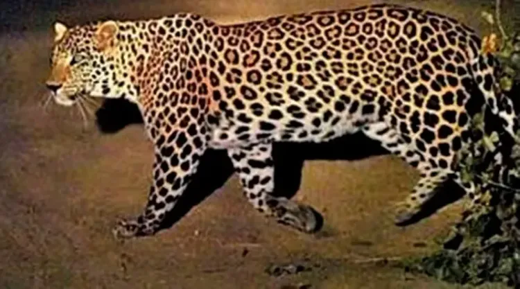 Leopard Detected at Infosys Campus in Mysuru, Employees Advised to Work Remotely