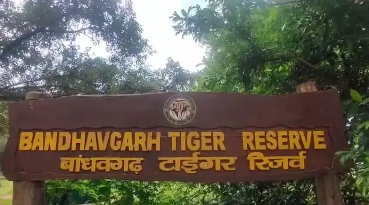 क्या मध्य प्रदेश के बांधवगढ़ टाइगर रिजर्व में पर्यटकों ने नए साल का जोरदार स्वागत किया?