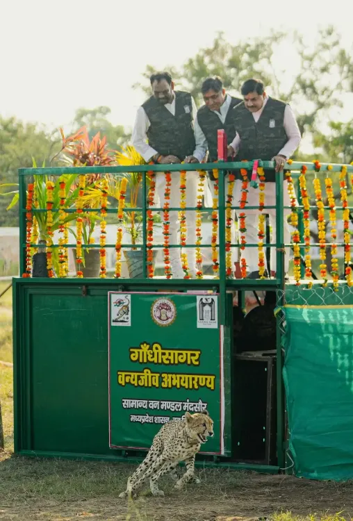 Cheetah CCB-2 released at Gandhi Sagar Sanctuary, MP's count rises to 56