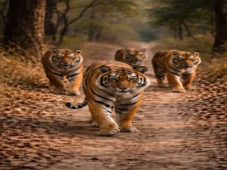Why is the Madhya Pradesh High Court Demanding Answers on Rising Tiger Deaths?