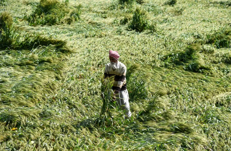 मध्य प्रदेश में अचानक मौसम का बदलाव, बारिश और ओलों से फसलों को हुआ नुकसान