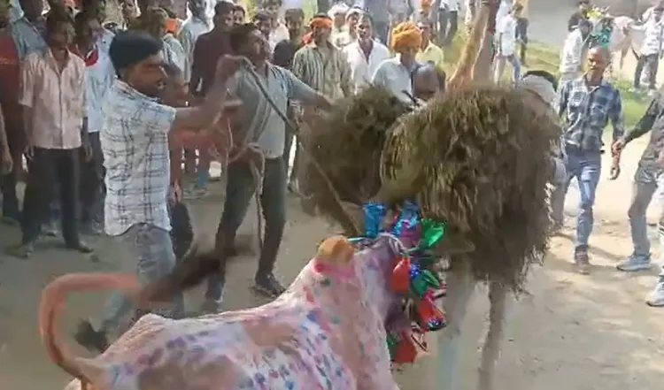 क्या मध्य प्रदेश के राजगढ़ में 'छोड़ा' उत्सव जल्लीकट्टू की तरह मनाया गया?