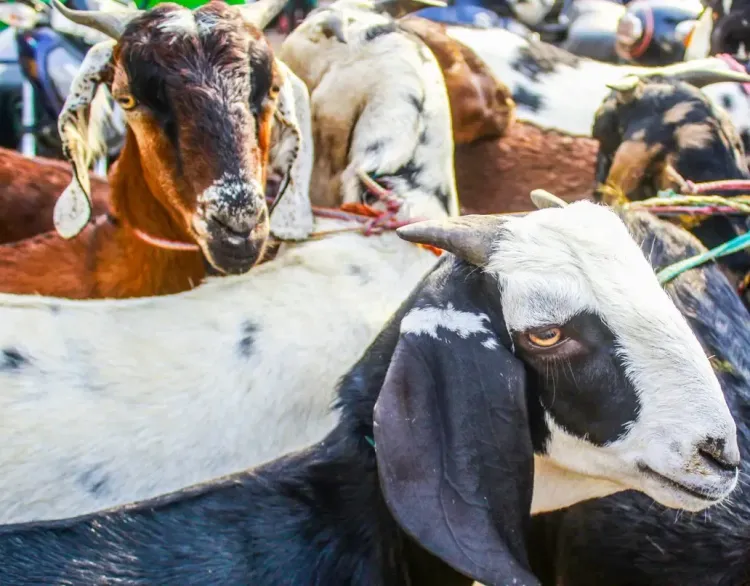 Why is Maharashtra Releasing Goats in Forests to Deter Leopards?