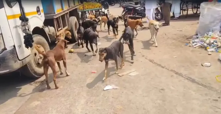 क्या महाराष्ट्र के लातूर में आवारा कुत्तों का आतंक बढ़ रहा है?
