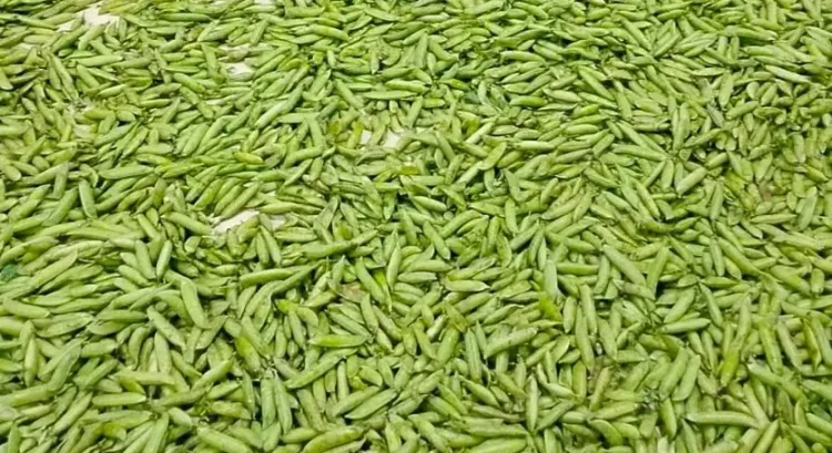 Manipur's Churachandpur farmers reap first legal harvest under NCB's Project HINICHI