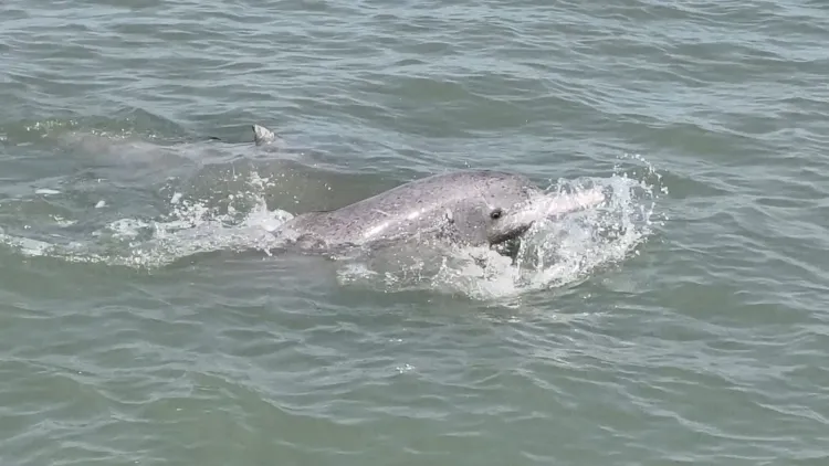 Gujarat dolphin survey 2025: Over 680 spotted along 4,087 sq km coastline