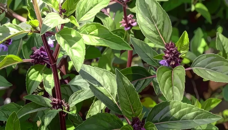 क्या मरुआ खांसी और गले की खराश को कम करने में मददगार है, मुंह की दुर्गंध दूर करता है?