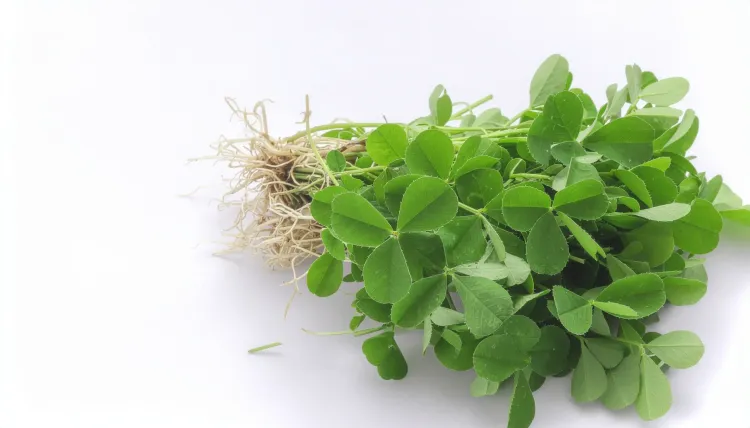 क्या मेथी के छोटे पत्तों में छुपा है सेहत का खजाना? सर्दियों में खाने के फायदे