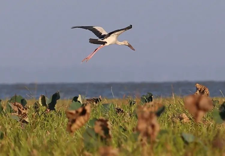 Migratory birds arrive at Myanmar's wetland sanctuary for winter
