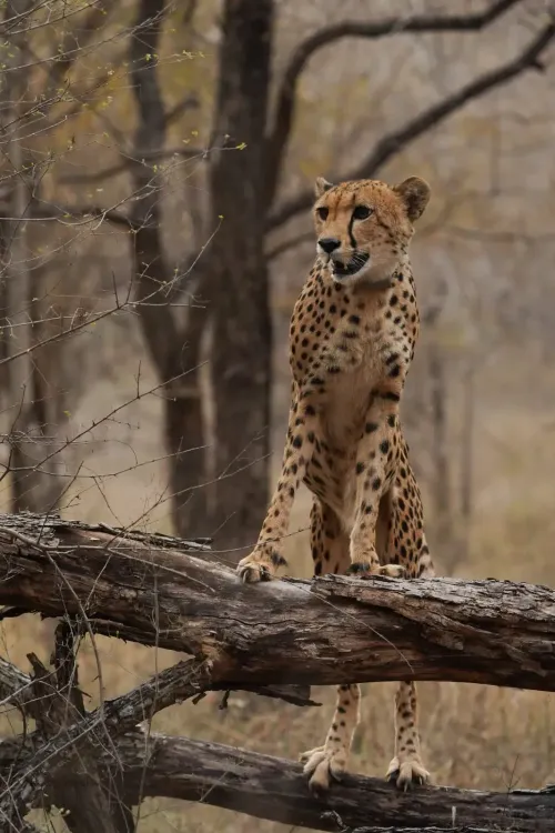 Celebrating Mukhi: India's First Wild-Born Cheetah Turns Three