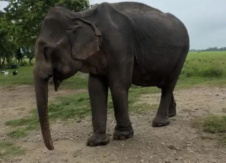 Did 'Mohanmala', the Oldest Matriarch of Kaziranga National Park, Pass Away?