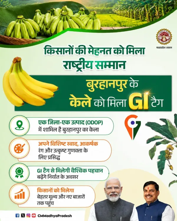 MP CM Office: Burhanpur Banana Gets GI Tag