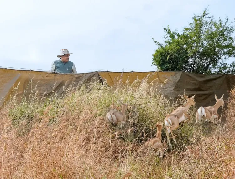 MP CM Mohan Yadav reviews blackbuck rescue in Shajapur, calls it South Asia first