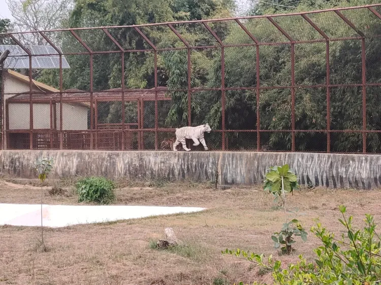 Mukundpur White Tiger Safari to double in size by 2046 under MP expansion plan