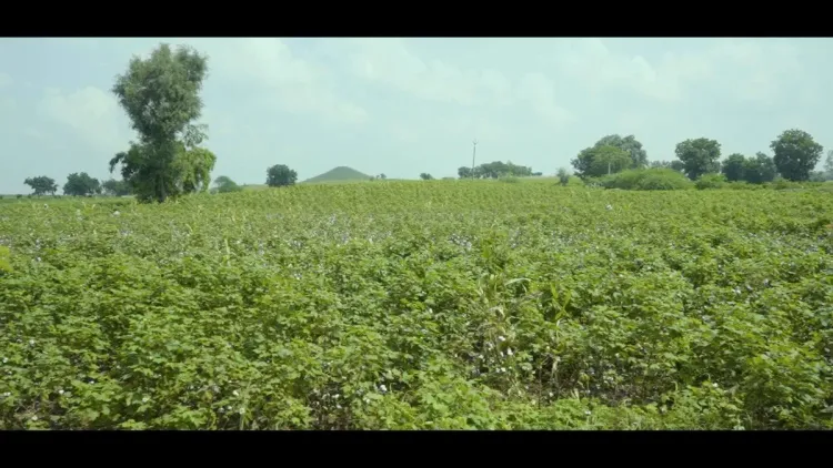 MP Govt Pushes Cotton-to-Textile Integration for Farmers