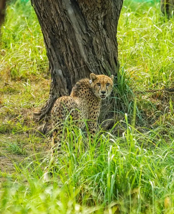 India-born cheetah KGP11 dies at Kuno National Park after 5 days of treatment