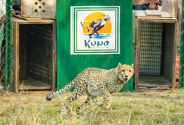 Cheetah KGP11 injured in Morena, under treatment at Kuno National Park