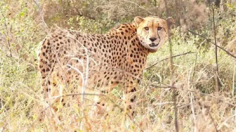 Project Cheetah: Namibian cheetah Gaurav dies at Kuno National Park