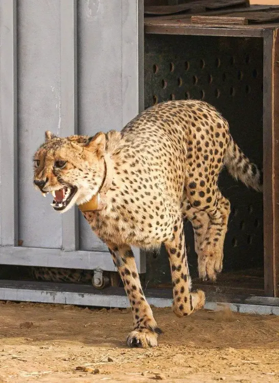 Will MP Unveil Female Cheetah 'Dheera' in Gandhi Sagar Sanctuary Today?