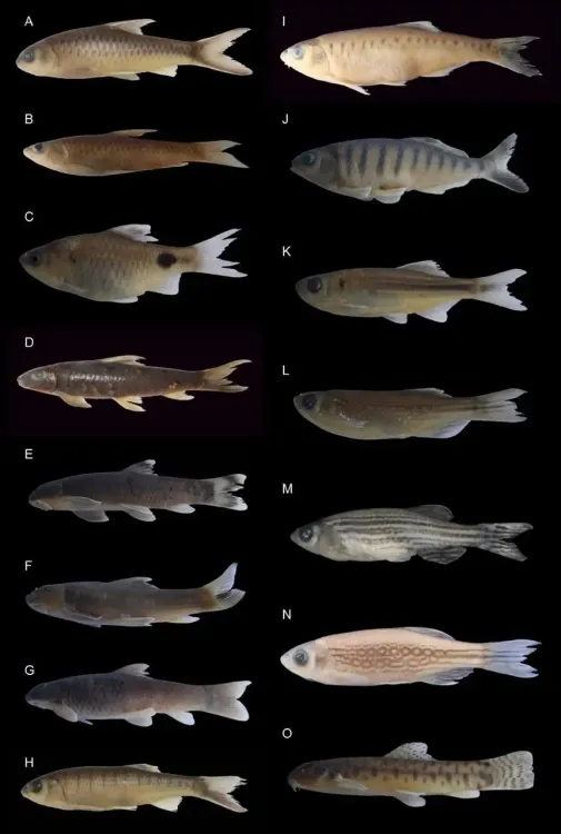 Researchers at Nagaland University Join Forces with Local Communities to Safeguard Indigenous Fish Species