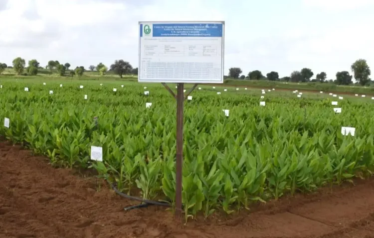 Natural farming doubles turmeric yield in Gujarat trial: BMC study