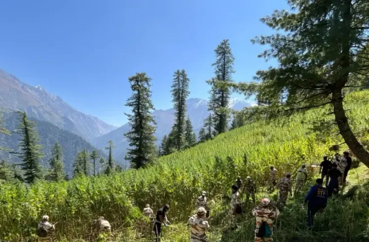 NCB destroys 61+ acres of illegal cannabis in Kullu, Himachal Pradesh