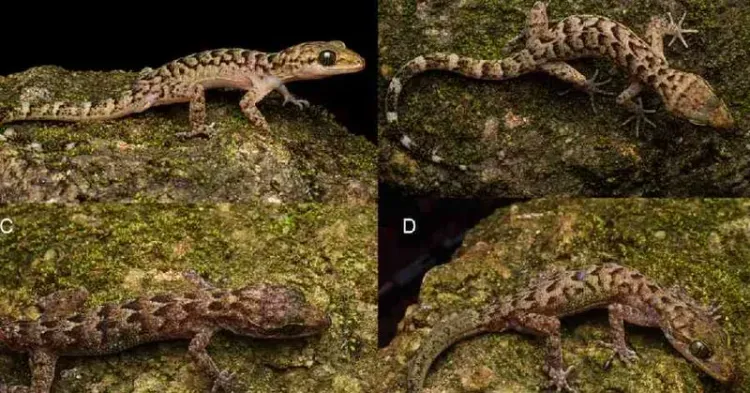New Bent-Toed Gecko Species Discovered in Assam's Urpad Beel