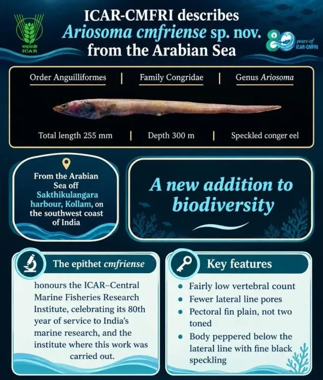 New conger eel species from Arabian Sea named after CMFRI