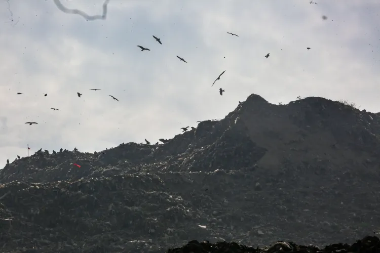 NGT Orders MCD to Create Timely Plan for Ghazipur Landfill Management
