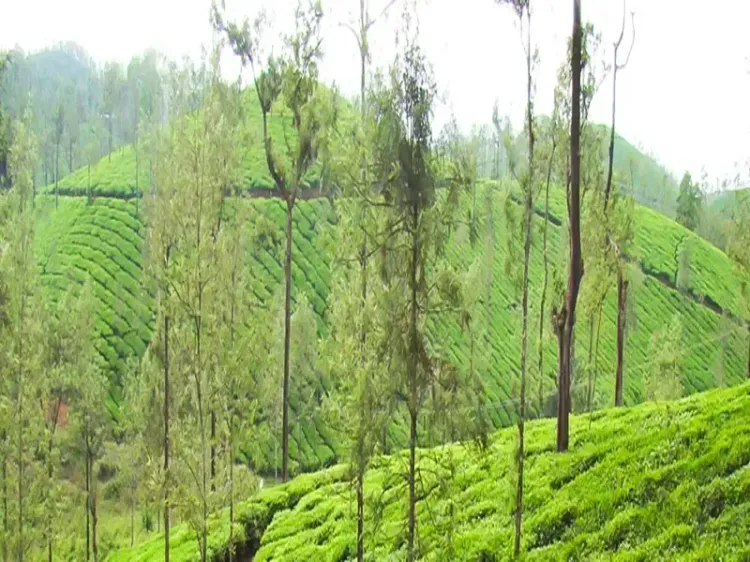 Is the Nilgiris Forest Department Cracking Down on Tourism in Private Tea Estates?