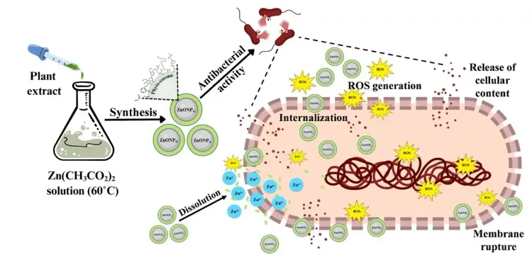 Could NIT Rourkela Researchers Have Found a Green Solution to Antibiotic Resistance?