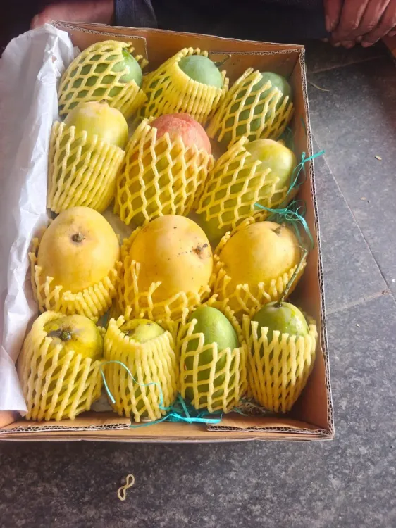 BJP chief Nitin Nabin sends premium Indian mangoes to diplomats from 82 countries