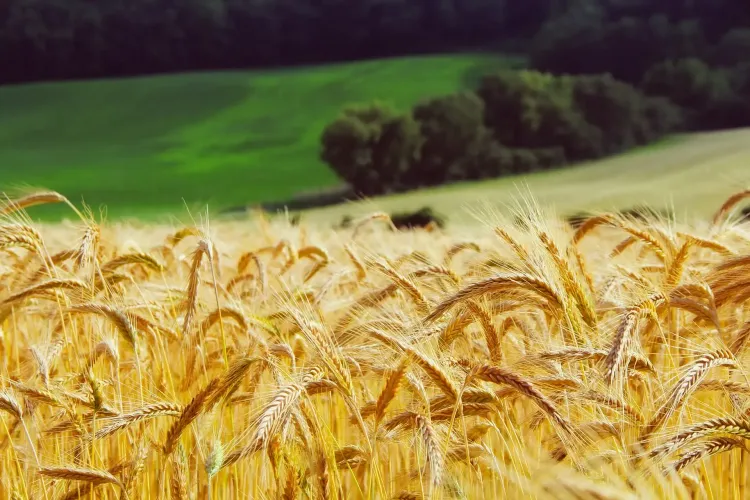Himachal to Source and Sell Naturally Grown Wheat