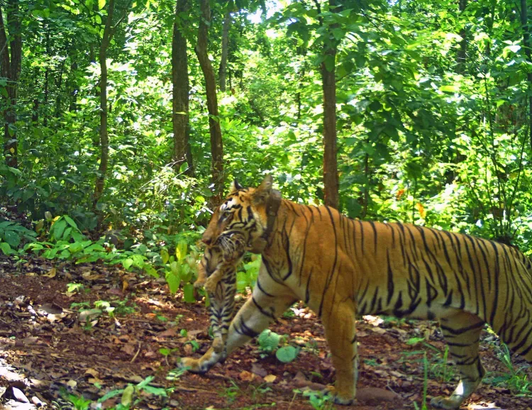 Odisha CM Office: Tigress Zeenat births 4 cubs at Similipal