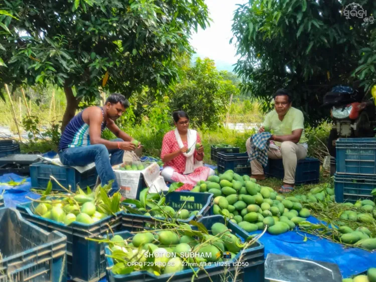 Odisha CMO: Mayurbhanj Women FPO Exports Mangoes to London