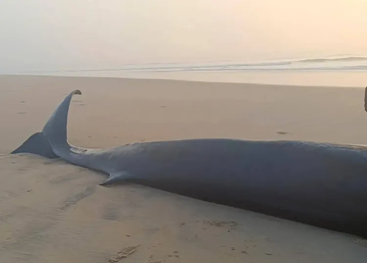 क्या ओडिशा के जगतसिंहपुर में नदी के मुहाने पर मिली 30 फीट लंबी मृत व्हेल का रहस्य जान पाएंगे?