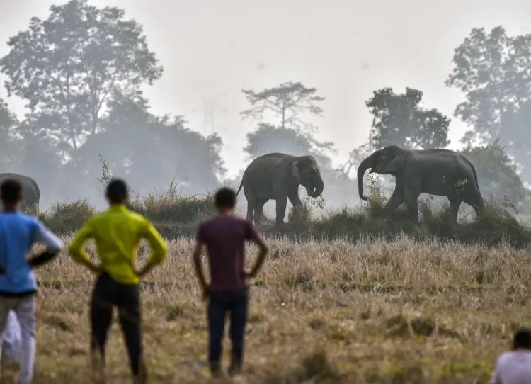 Tragic Incident in Nawada: Wild Elephants Claim Life as They Search for Food