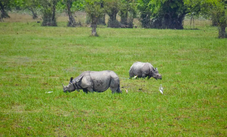 How is Operation Falcon Shaping the Anti-Poaching Efforts in Assam?