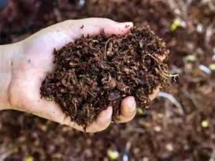 Why Are Opposition Parties Criticizing the Odisha Government Over the Fertilizer Crisis?
