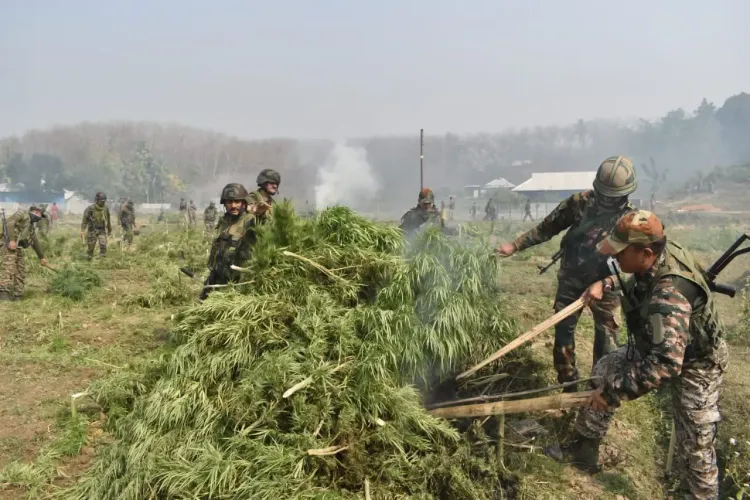 What Led to the Destruction of Over 1.8 Lakh Marijuana Plants Worth Rs 27 Crore in Tripura?
