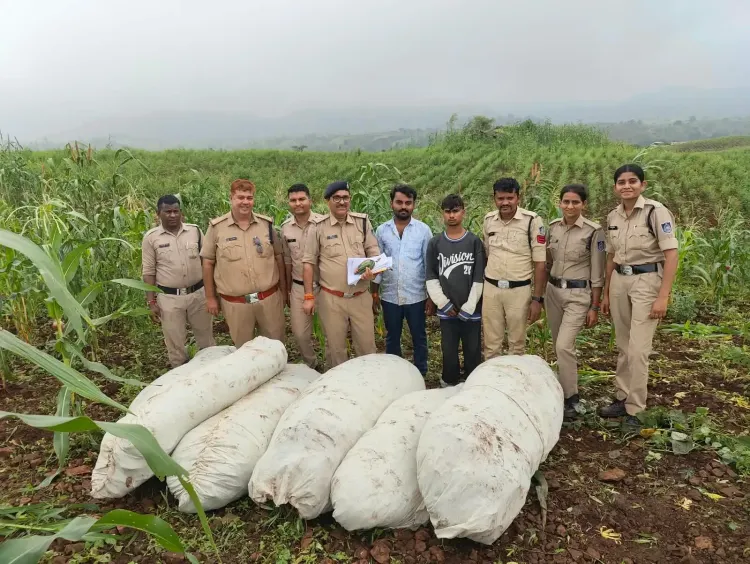 Over 27 quintals of cannabis plants seized in MP's Barwani under Operation Green Strike