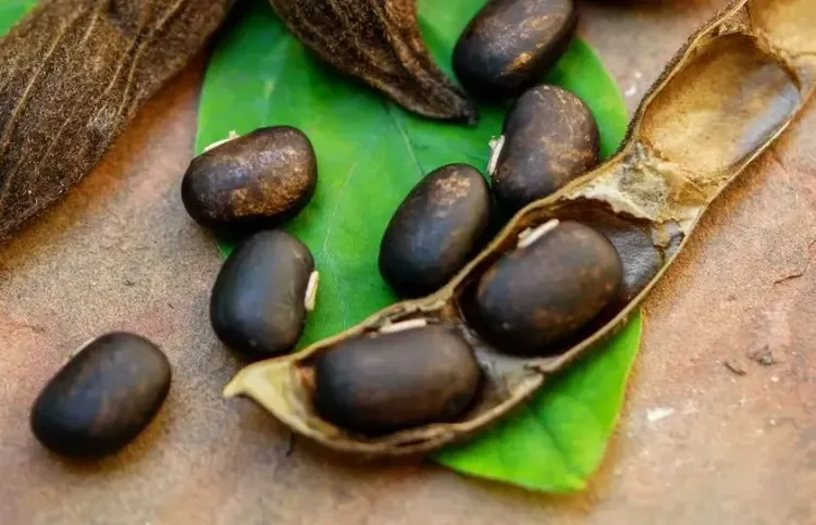 क्या कौंच बीज पाचन से लेकर प्रजनन तक हर समस्या का समाधान है?