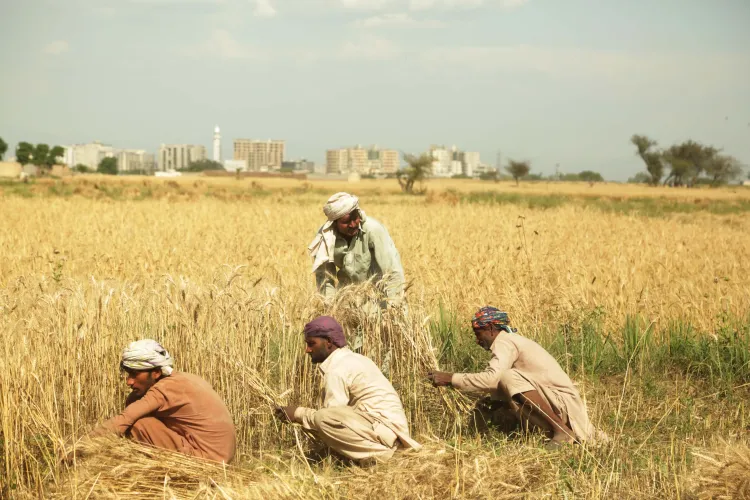 Nationwide Protests Erupt in Pakistan for Wheat Pricing and Against Corporate Farming