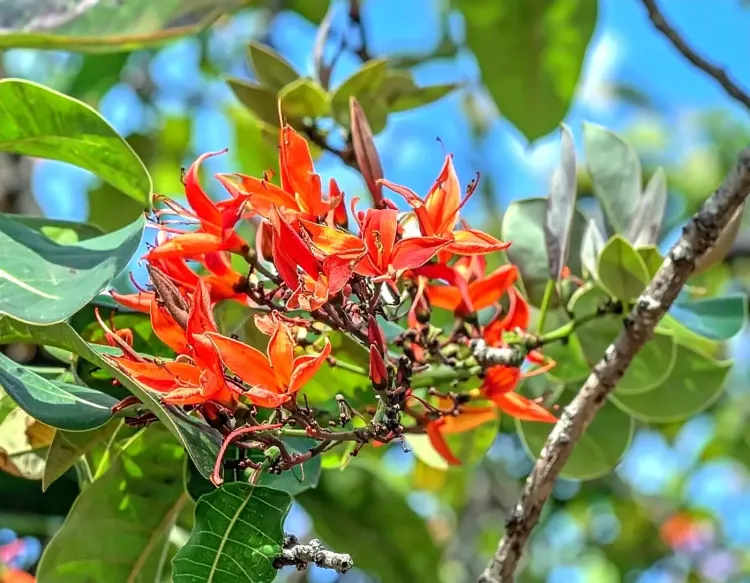 क्या पलाश एक चमत्कारी औषधीय वृक्ष है, जो सेहत और सुंदरता का ख्याल रखता है?