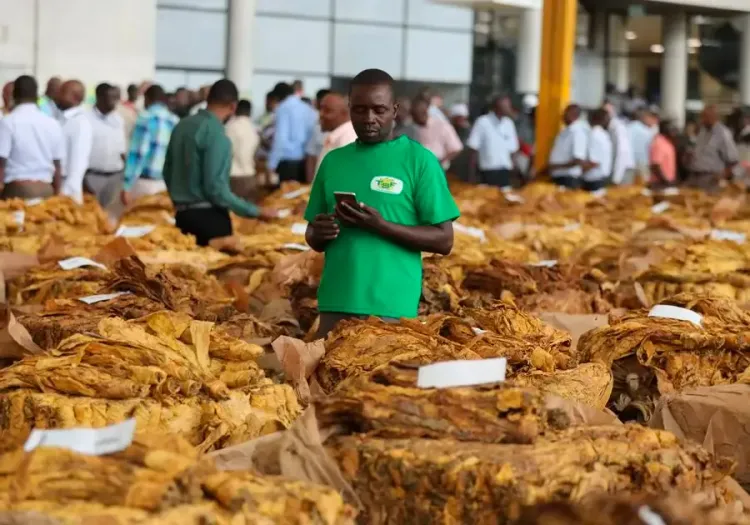 What Steps are Parties to the WHO Tobacco Protocol Taking to Enhance Cooperation Against Illicit Trade?