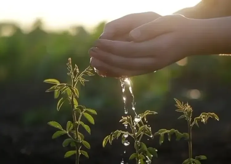 क्या अहमदाबाद में 'सिंदूर वन' बन रहा है? पीएम मोदी ने कहा 'वीरों को समर्पित'