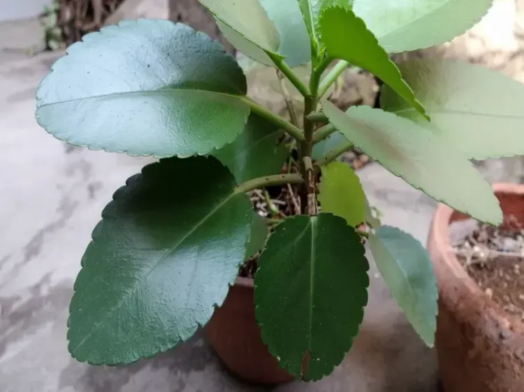 क्या पत्थरचट्टा पथरी और यूटीआई के संक्रमण को कम करने में सहायक है?